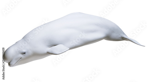 Konstfotografi White beluga whale swimming, full body view