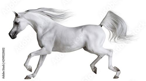 Fotografía White Arabian horse galloping with flowing mane and tail