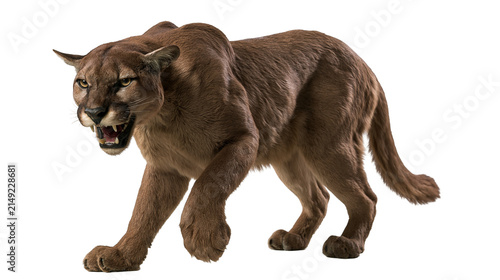 Принти на полотні Mountain lion snarling with mouth open, showing teeth