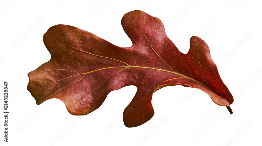 Naklejka premium Red oak leaf with prominent veins and lobed edges