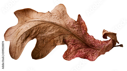 Brown oak leaf with detailed texture and veins