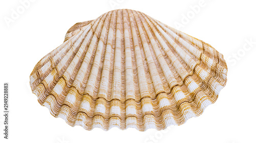 Obraz na plátně Scallop seashell with ribbed texture and brown stripes