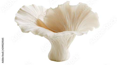 Creamy white oyster mushroom with delicate gills