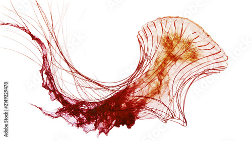 Red jellyfish with long tentacles floating in water