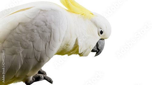 Obraz na plátně White cockatoo bird with yellow crest and black beak