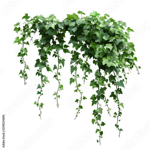 Green ivy plant foliage hanging downward isolated on transparent background png cutout.