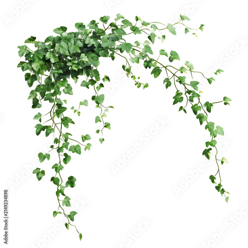 Green ivy vine with leaves cascading and climbing on transparent background.