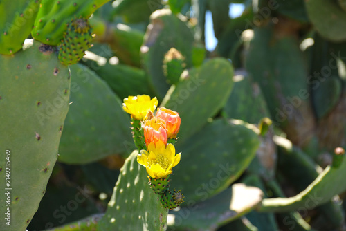 Obraz na płótnie Prickly pear cactus in bloom.