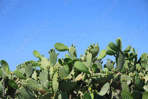 Cuadro en lienzo Prickly pear cacti in the morning illuminated by the rising sun.
