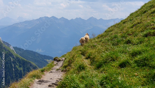 Obraz na plátně Sheep standing on a mountainside next to a hiking trail in the Austrian Alps