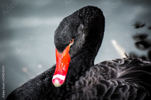 Fotografie Black swan close up portrait with striking red beak