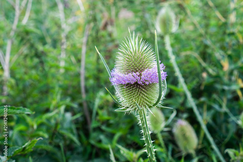 Close-up of flowering teasel with purple flowers in natural green background