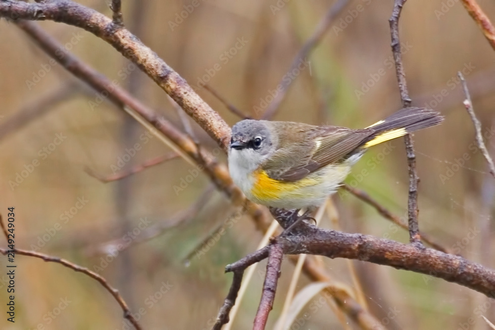 Fototapeta premium Female American Redstart, Setophaga ruticilla, perched in a tree