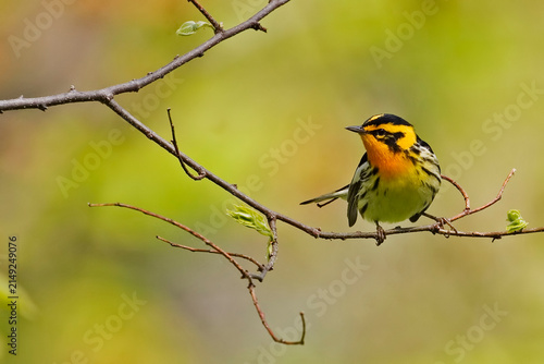 Male Blackburnian Warbler, Setophaga fusca, on a small branch
