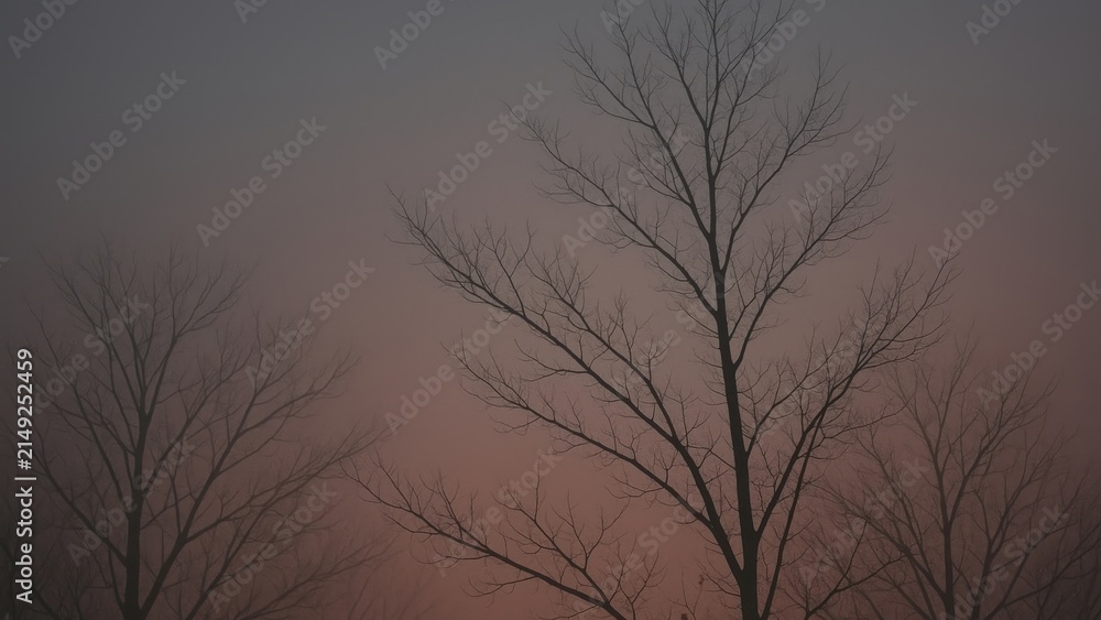 Obraz premium Serene twilight bare trees desktop wallpaper