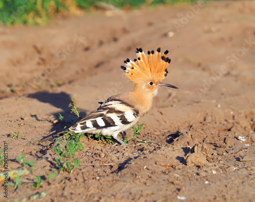 Hoopoe (Upupa epops) with raised crest searching for a dust bath