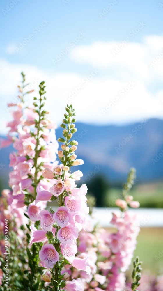Obraz premium Beautiful pink foxglove flowers in focus with a blurred mountain backdrop and blue sky