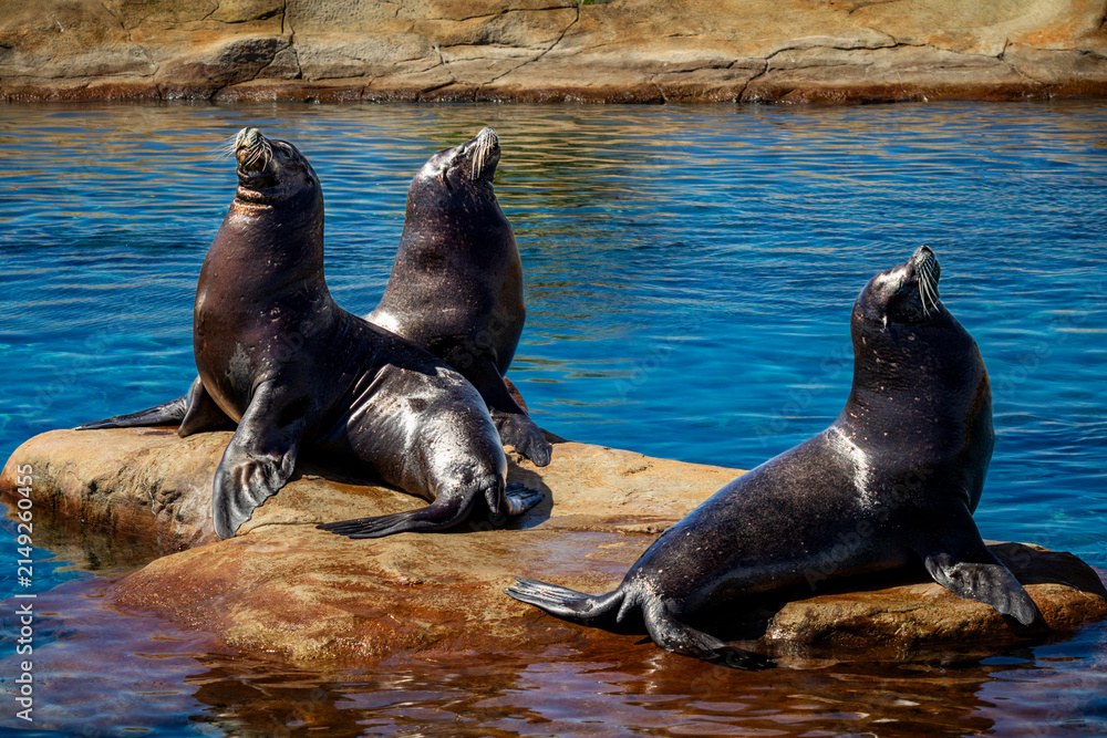 Fototapeta premium Three Californian Sealions basking on a rock