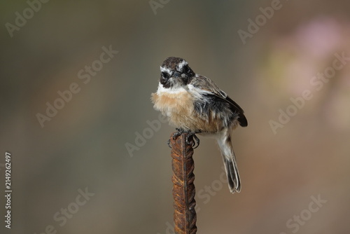 the male Canary Islands stonechat (Saxicola dacotiae)
