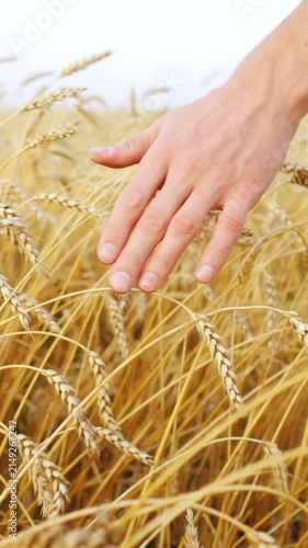 Man's hand gently touching the golden ears of wheat in a farm field, feeling the ripe grains before the harvest, representing a deep connection with the agricultural land and nature