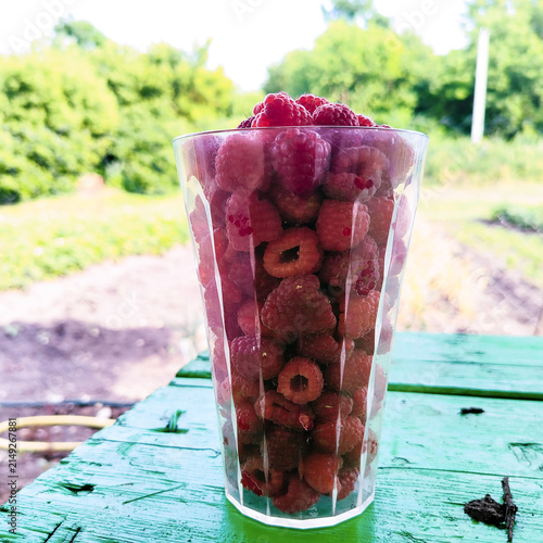 Fresh raspberries in glass cup outdoors in summer garden