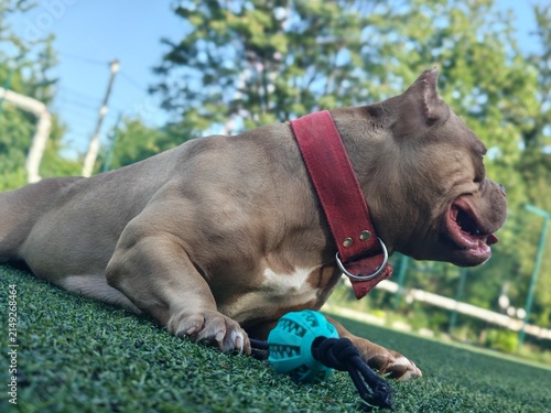 Strong American Bully lying on green grass with tongue out resting next to a dog toy