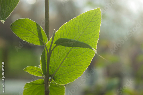 Leaves are shown in detail with sunlight shining through them in a garden setting. The background is blurred with other plants visible.
