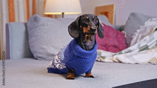 A black and tan dachshund dog wears a blue knitted sweater while sitting on a sofa at home, looking around alertly amid cozy pillows and a blanket.