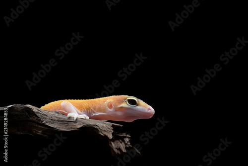Foto a leopard gecko on a tree branch in black background