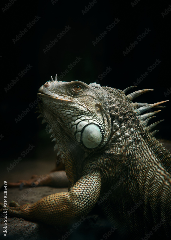 Fototapeta premium Close-up of an iguana in natural light