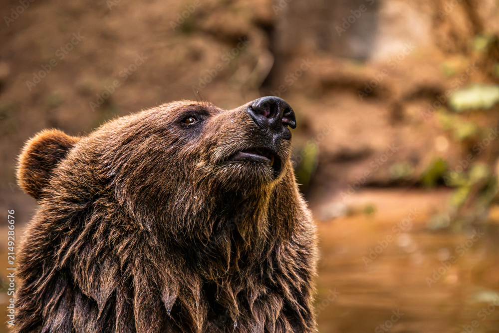 Fototapeta premium Close up portrait of brown bear looking up