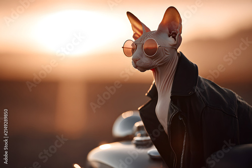 Rebellious Sphynx Cat Wearing Leather Biker Jacket and Sunglasses on Desert Highway at Sunset