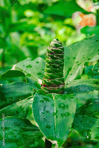 Quadro su tela Vertical cone-like inflorescence of Costus with layered green bracts and burgund