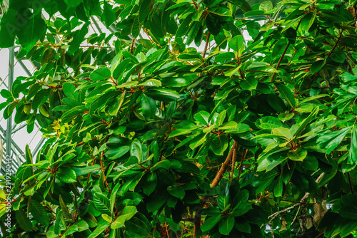 Konstfotografi Magnolia tree canopy with large oval leathery leaves