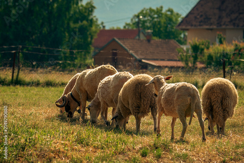 A flock of sheep grazes in a meadow at sunset.
