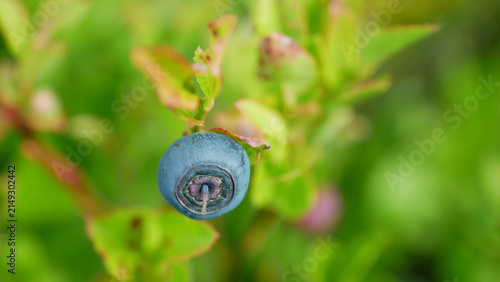 Small bilberry Vaccinium myrtillus blue fruits globose berries, perennial deciduous shrub Ericaceae natural Jeseniky mountain habitat acidic soil, peat bogs, heathlands, coniferous forests