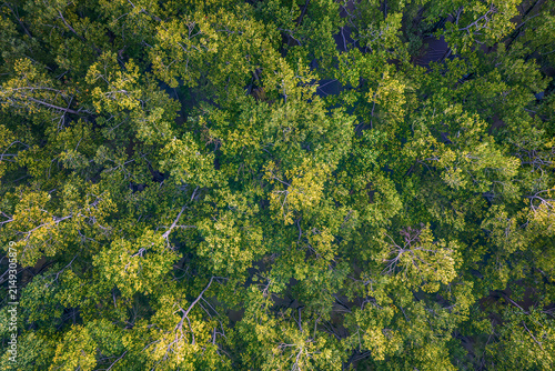 Top down aerial view of a dense mangrove canopy where pale branches thread between dark tidal channels