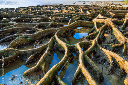Sprawling mangrove roots snaking across wet sand at low tide with the sky mirrored in shallow tidal pools