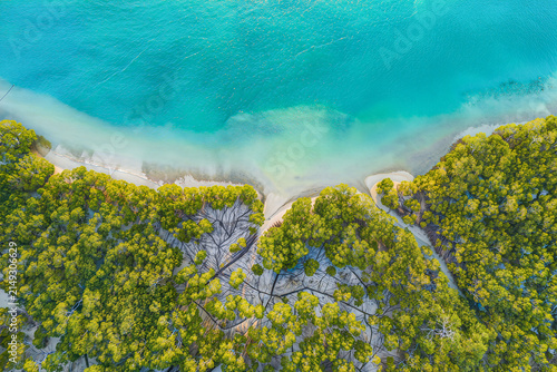 Aerial view of bright green mangrove trees spreading over pale sand flats where clear turquoise sea meets the shore