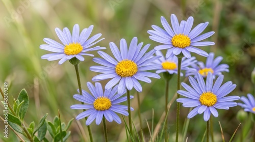 Macro shot of blue daisy Felicia heterophylla featuring bright yellow stamens.