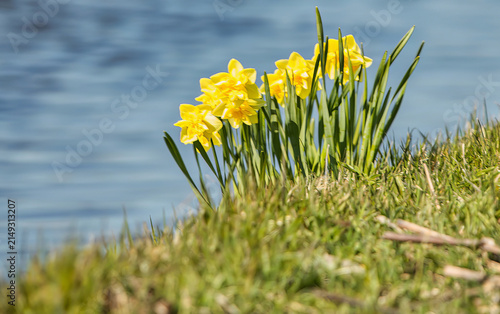 Fotografie Several yellow daffodils emerge from a lush green grassy bank beside a body of blue water with gentle ripples, suggesting a spring awakening