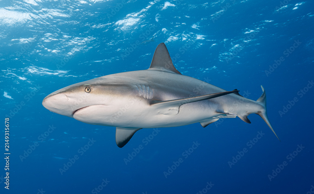 Naklejka premium Blacktip Reef Shark photographed at Exuma Cays, Bahamas