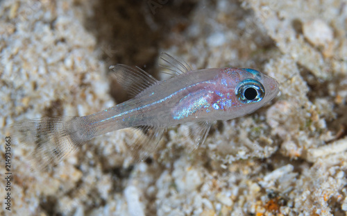 Fish larvae / Ichthyoplankton