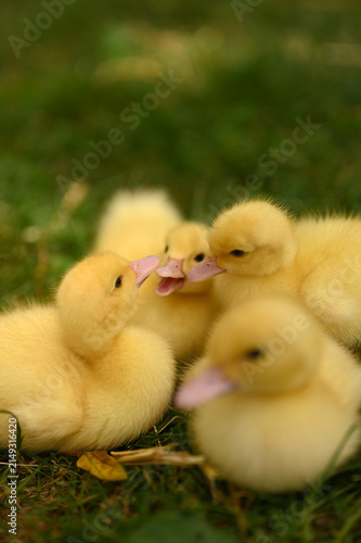 Foto Funny baby duckling chirping with wide open beak on grass