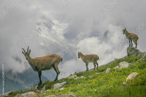 Canvastavla ibex with mountains, French Alps