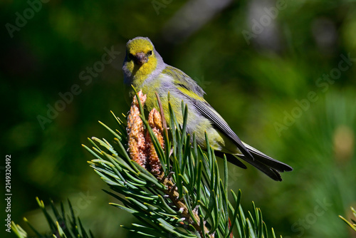 Zitronenzeisig, Zitronengirlitz - Männchen // Citril finch - male (Carduelis citrinella / Serinus citrinella)