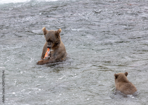 Obraz na plátne Wild brown bear feeding on a freshly caught salmon in Denali National Park, Alaska