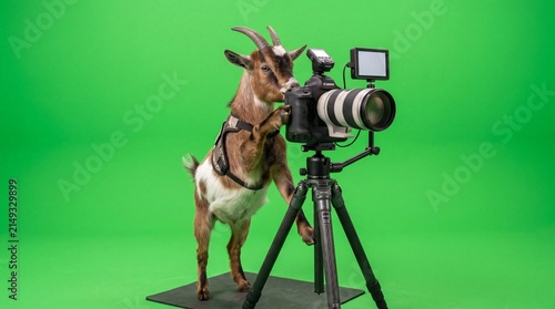 Funny Goat Greenscreen goat acting as a professional photographer capturing imaginary family Eid portraits isolated on green background with DSLR camera and tripod.