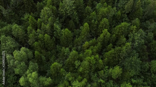 Aerial drone view of wind moves and rustles branches of trees at evening time. Beautiful summer forest in wind. Forest from above. Branches and leaves move freely in wind