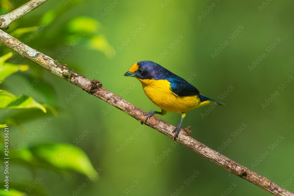 Fototapeta premium Violaceous Euphonia (Euphonia violacea), or Gaturamo-verdadeiro, perched on a branch in the Atlantic Forest of Brazil, displaying vivid blue-black plumage and bright golden-yellow underparts